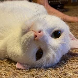 Meet your Posher, Sam